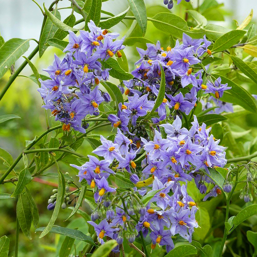 Psianki - Solanum