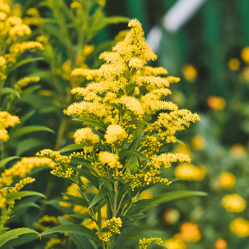 Nawłocie - Solidago