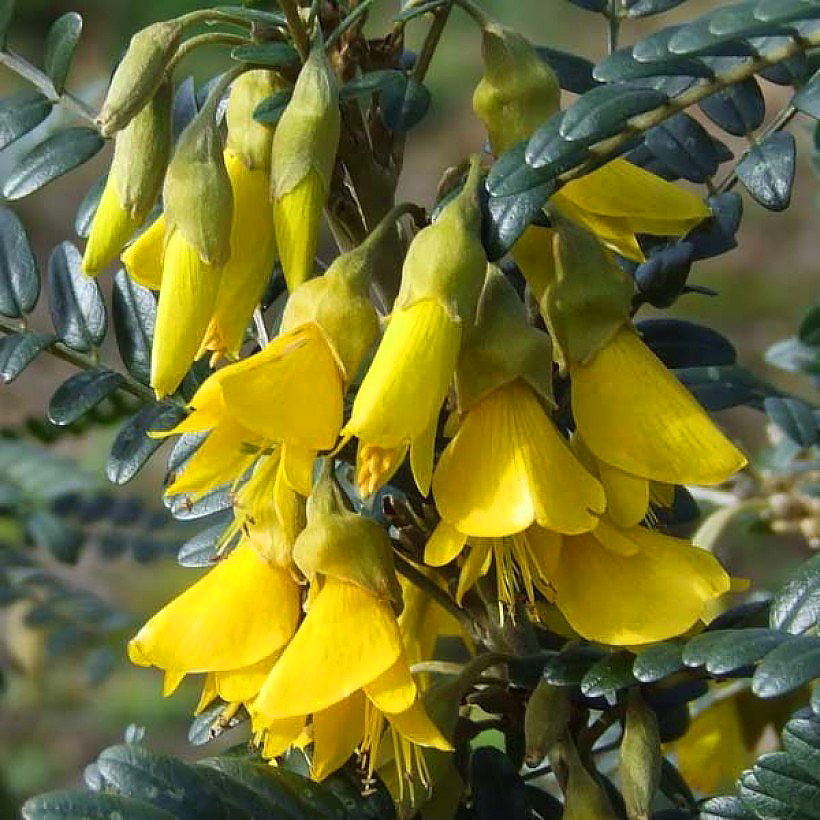 Perełkowce - Styphnolobium