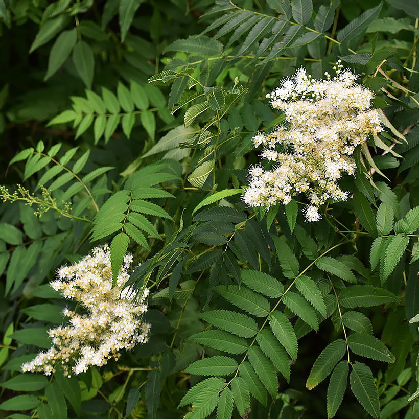 Tawliny - Sorbaria