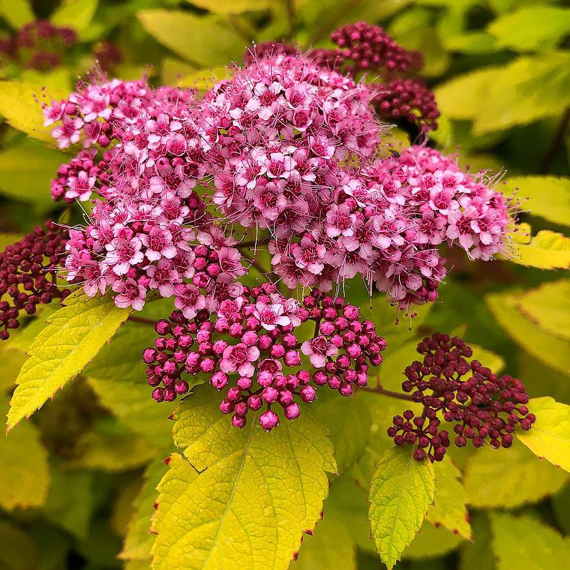 Tawuły - Spiraea
