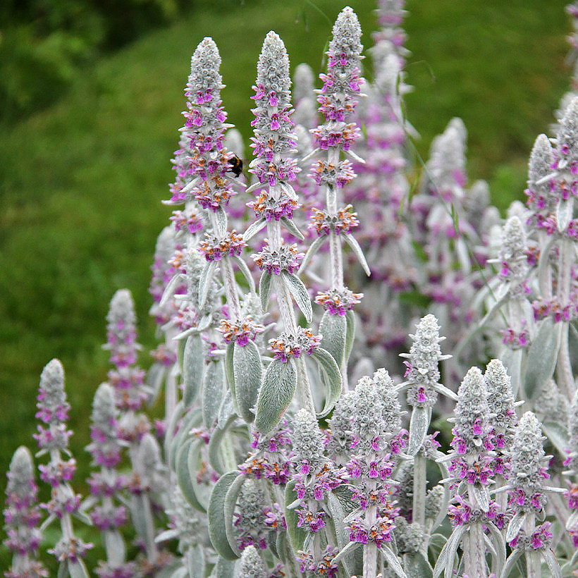 Czyśćce - Stachys