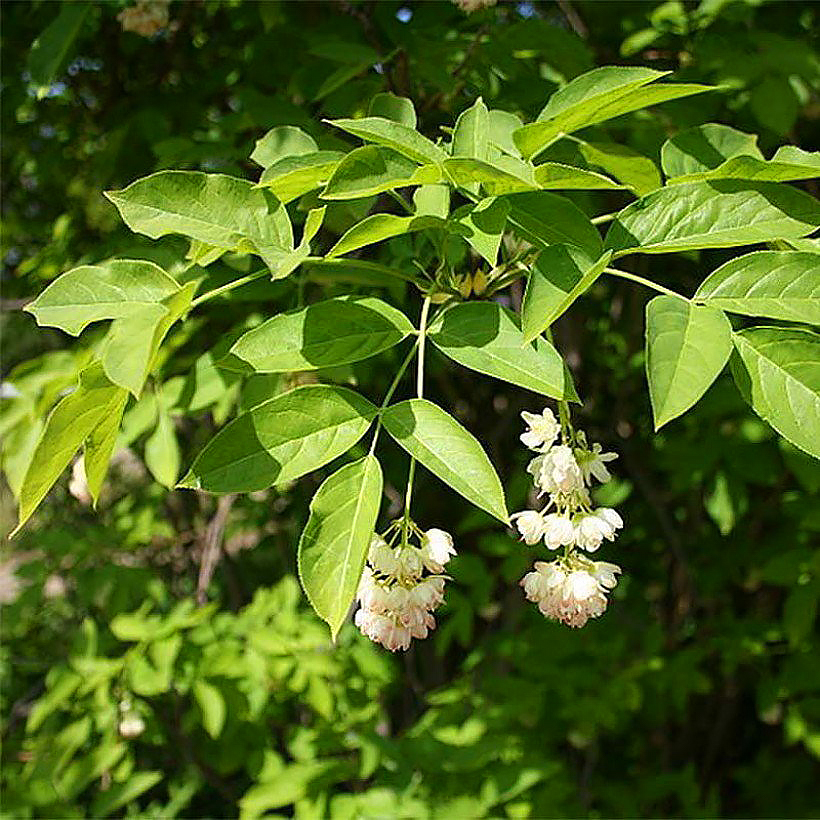 Kłokoczki - Staphylea
