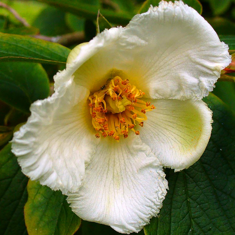 Stewarcje - Stewartia