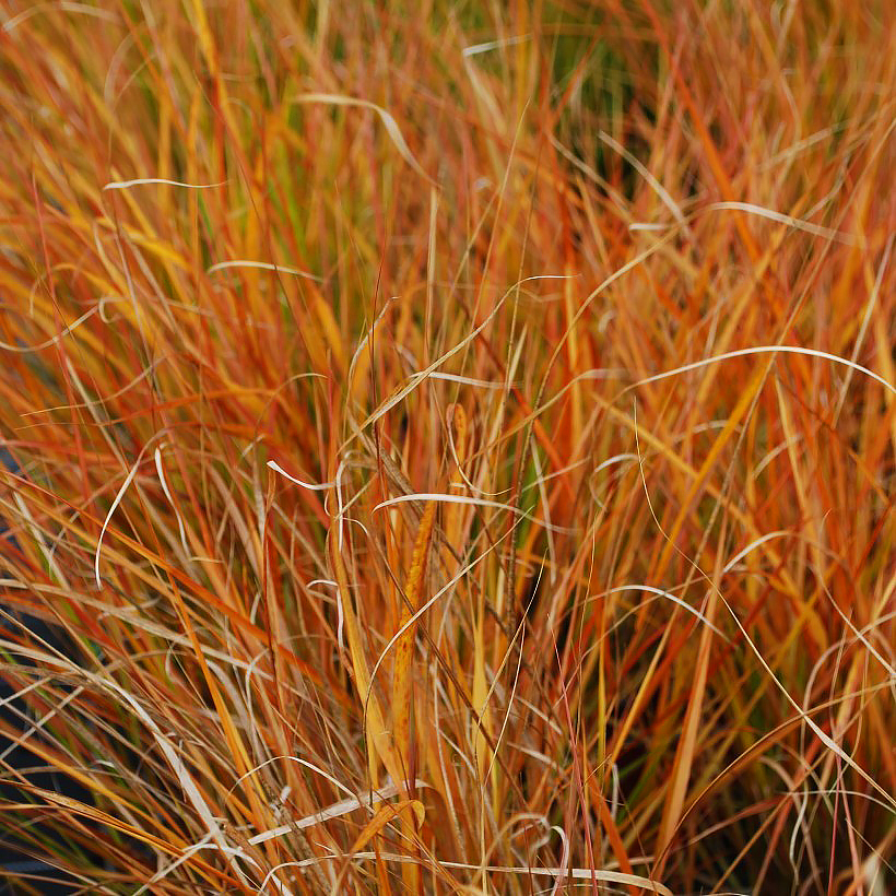 Ostnice - Stipa