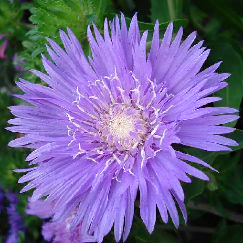 Stokezje - Stokesia
