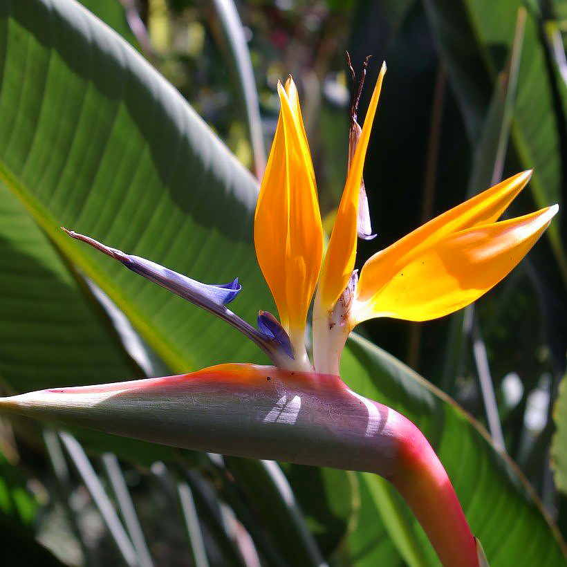 Strelicje - Strelitzia