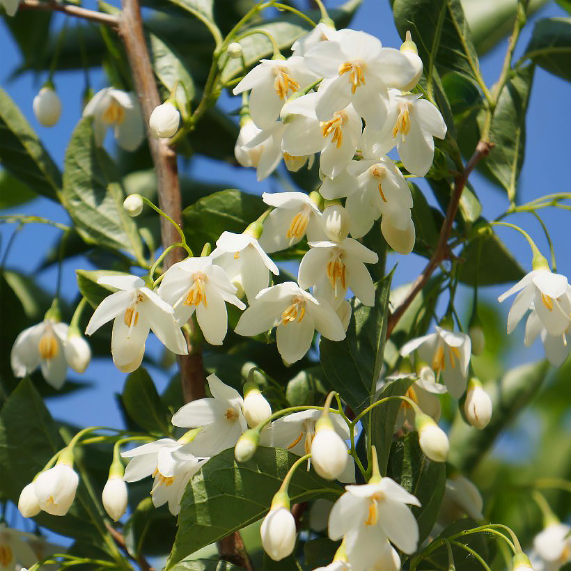 Styraki - Styrax