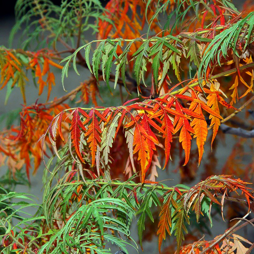 Sumaki - Rhus