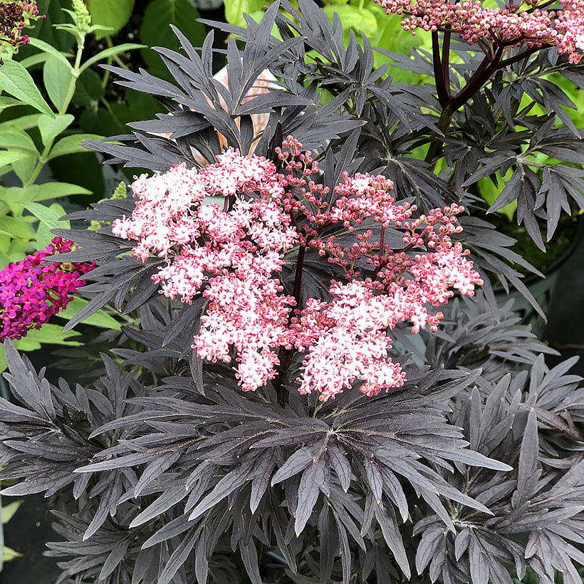 Bzy - Sambucus
