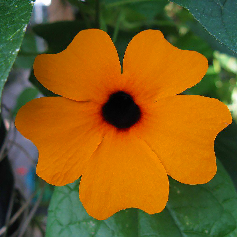 Tunbergie - Thunbergia