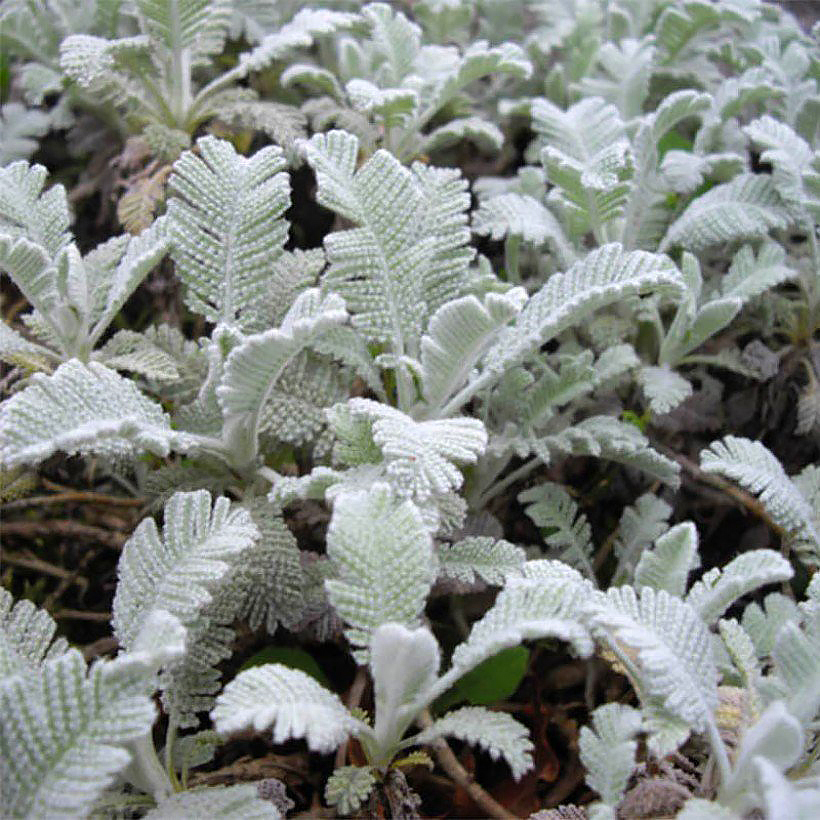 Tanacetum - Wrotycze