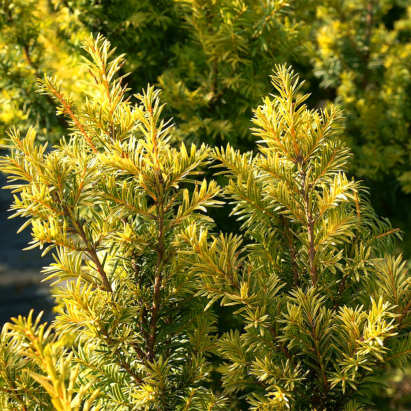 Cisy - Taxus
