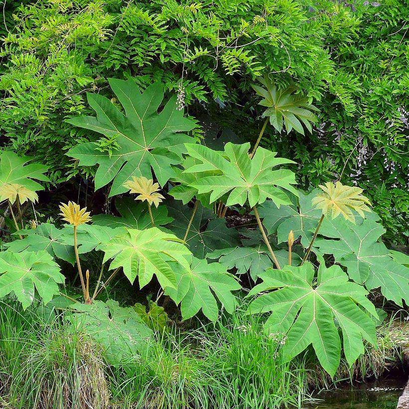 Tetrapanaksy - Tetrapanax