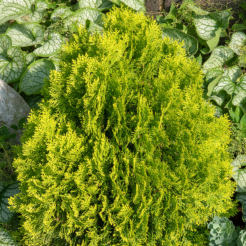 Tuje - Thuja