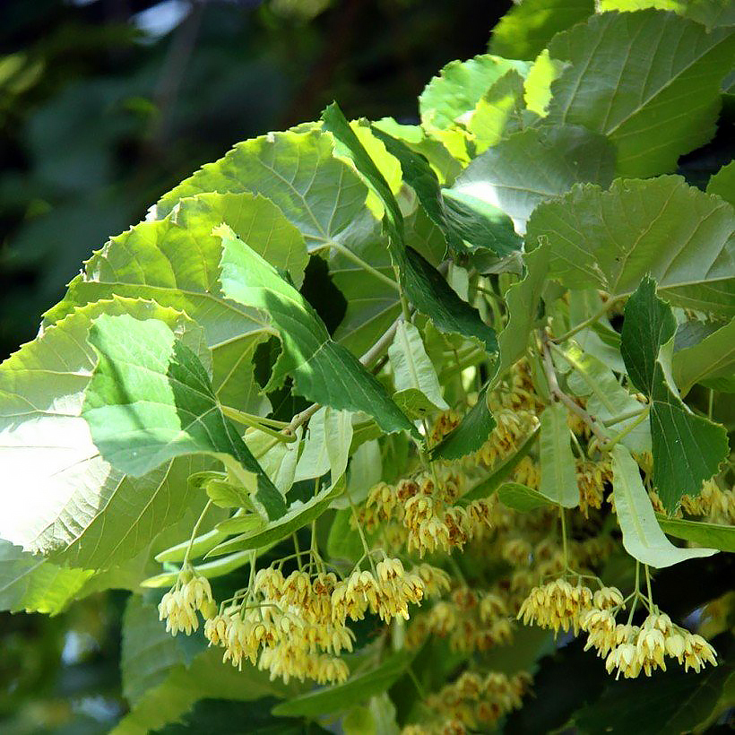 Lipy - Tilia