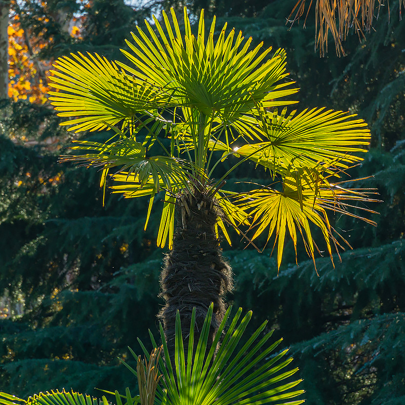 Szorstkowce - Trachycarpus