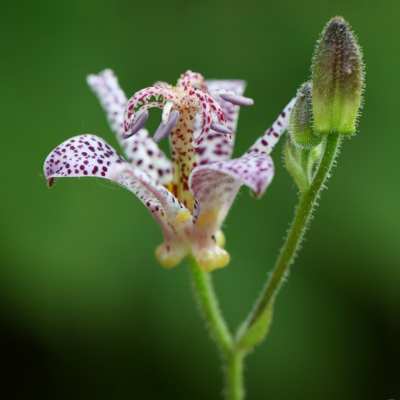 Trójsklepki - Tricyrtis
