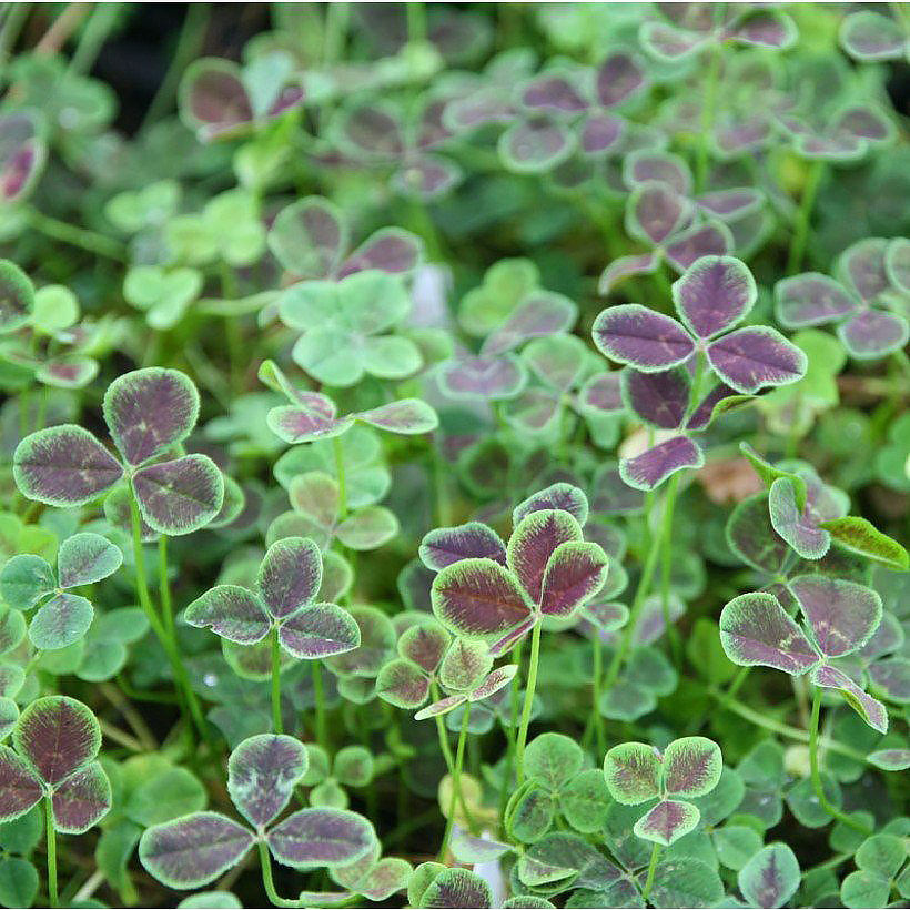 Koniczyny - Trifolium