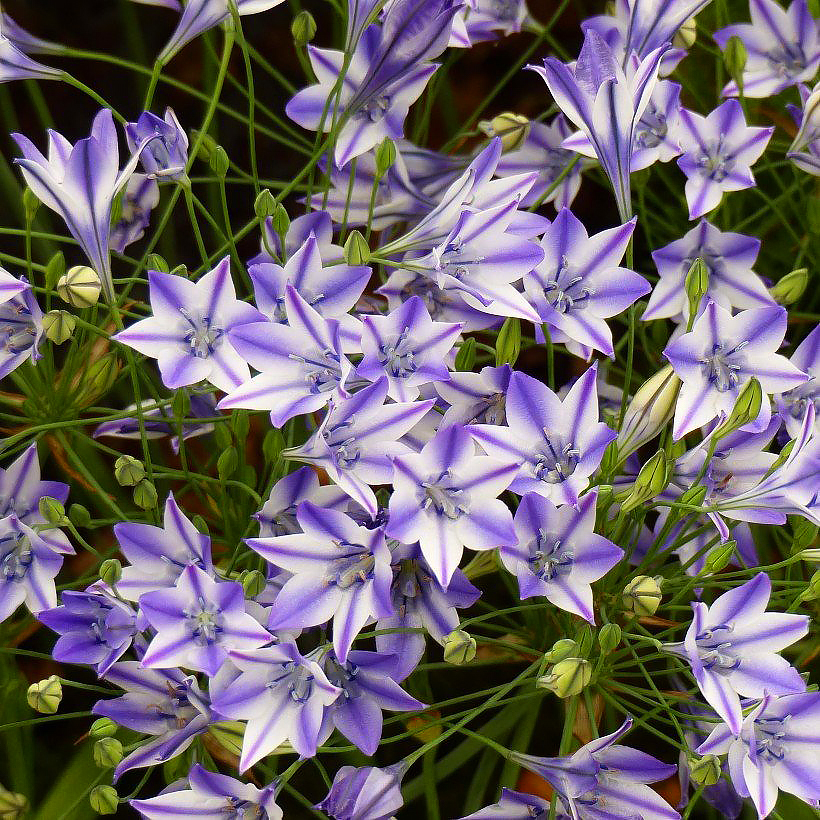 Triteleje - Triteleia