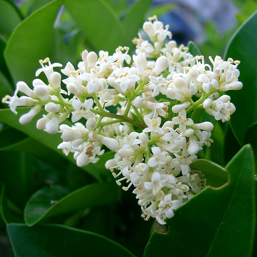 Ligustry - Ligustrum
