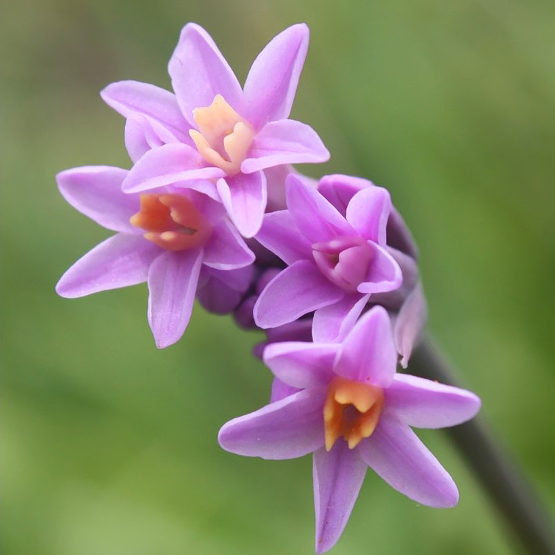 Tulbagie - Tulbaghia