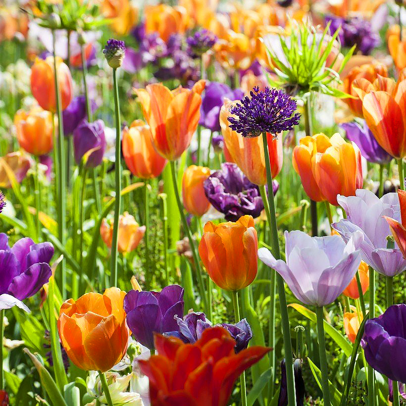 Tulipany - Tulipa