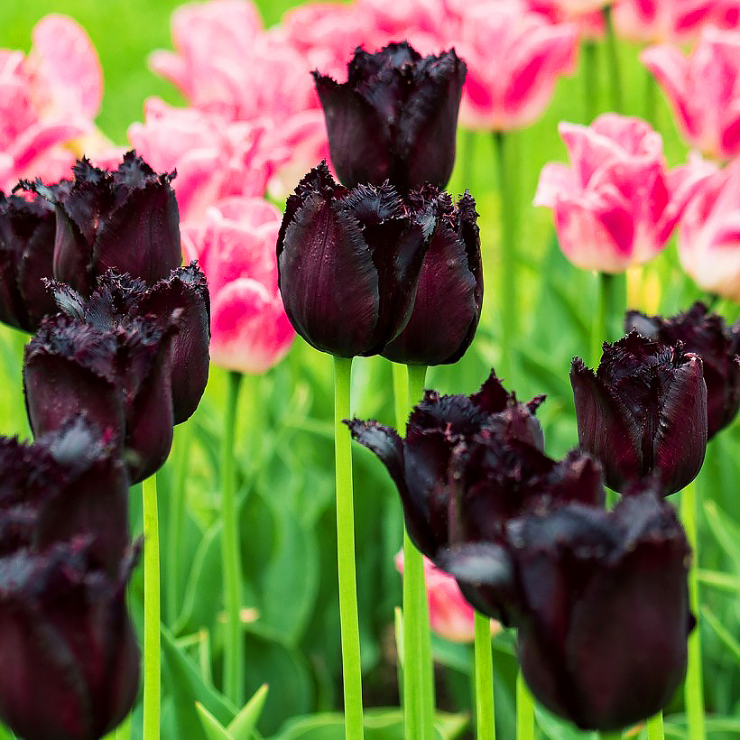 Tulipany czarnokwiatowe