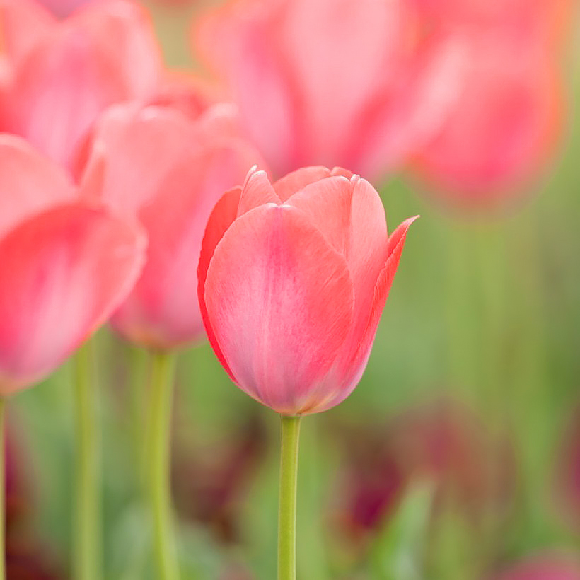 Tulipany o różowych kwiatach