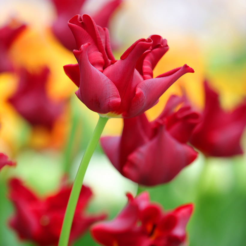 Tulipany czerwonokwiatowe