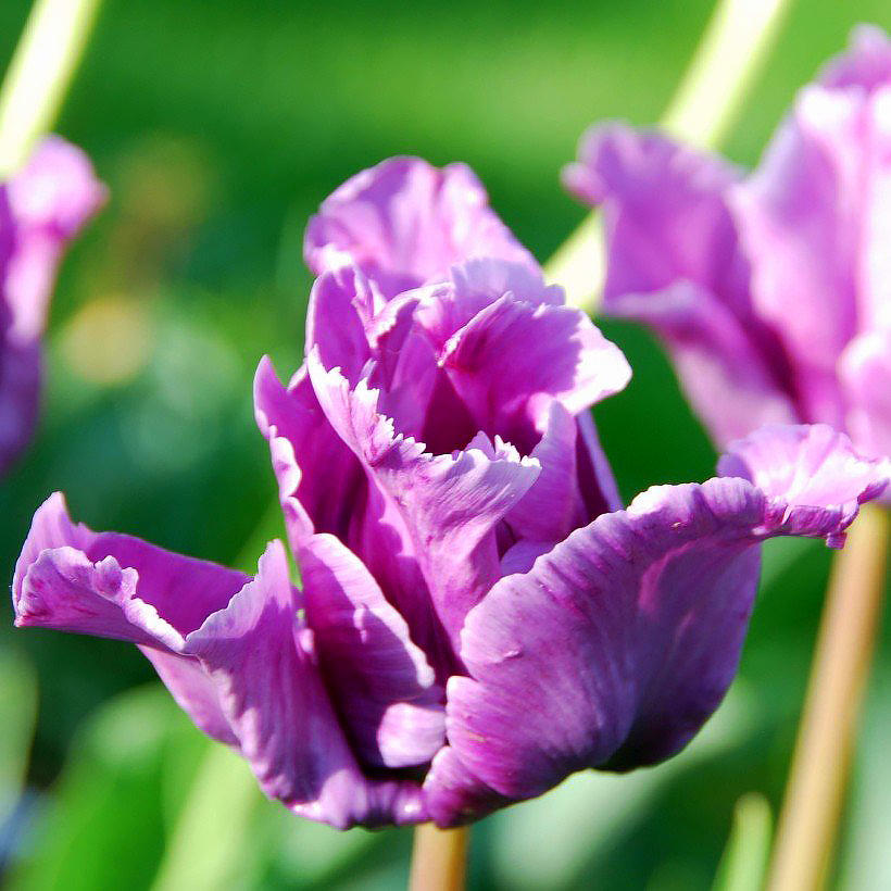 Tulipany o kwiatach fioletowych, liliowych i purpurowych