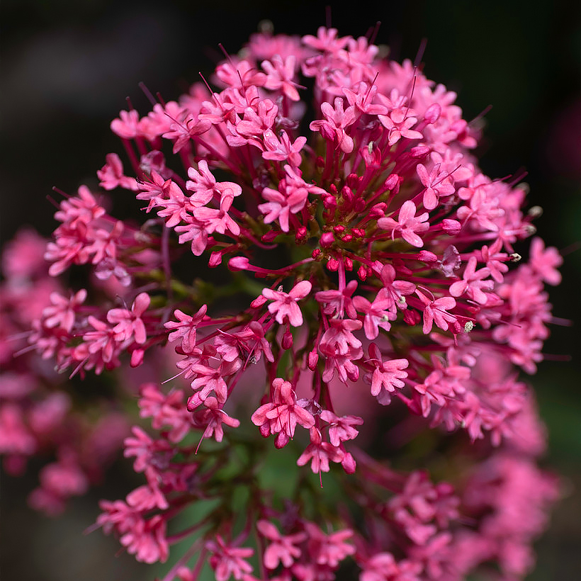 Ostrogowce - Centranthus