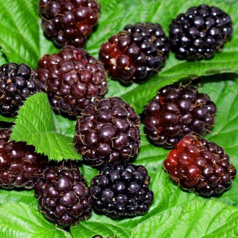 Odmiany mieszańcowe
