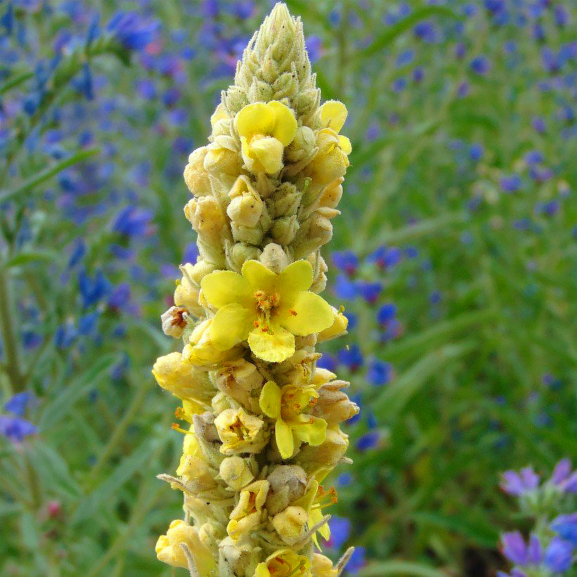 Dziewanny - Verbascum