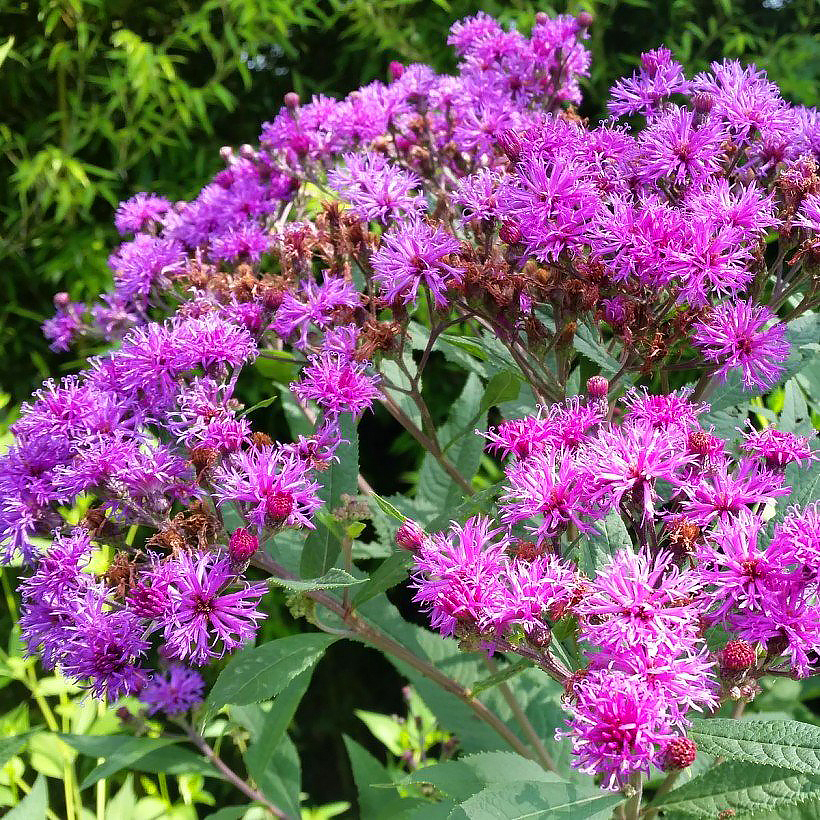 Wernonie - Vernonia