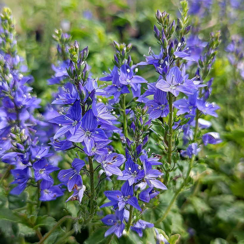 Przetacznikowce- Veronicastrum