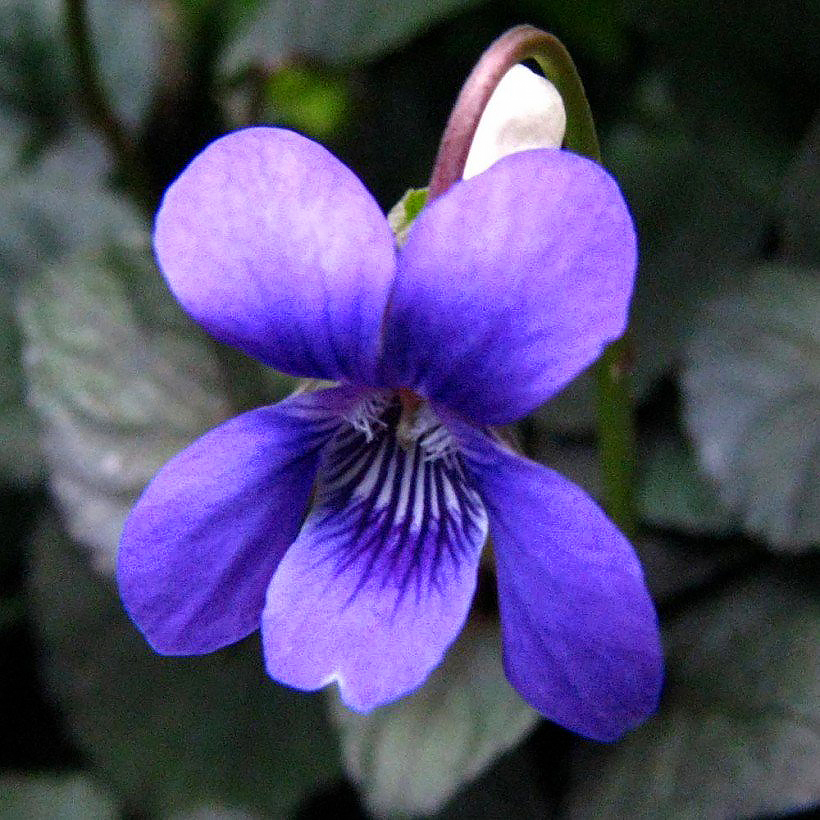 Fiołki - Viola