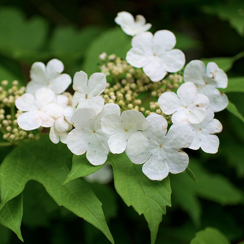 Kaliny - Viburnum