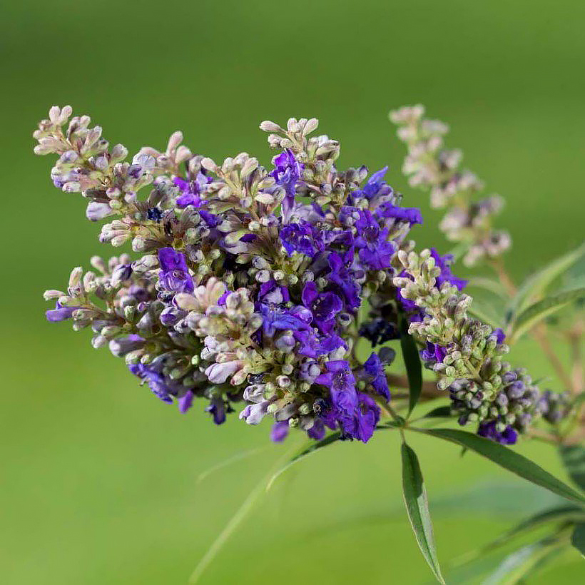 Niepokalanki - Vitex