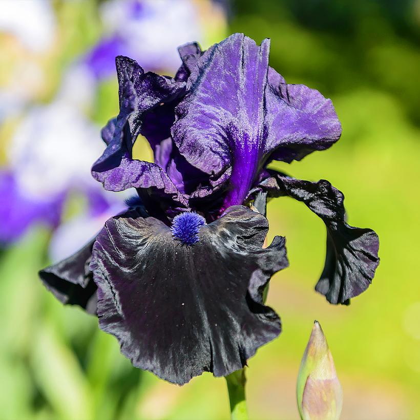 Byliny o kwiatach fioletowych, liliowych i purpurowych