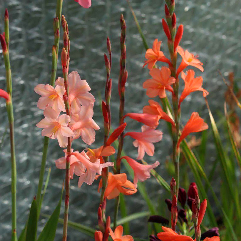 Watsonie - Watsonia