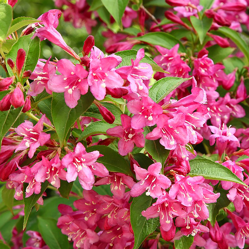 Krzewuszki - Weigela