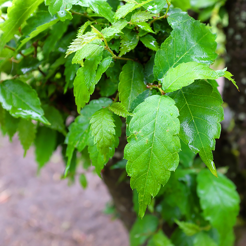 Brzostownice - Zelkova