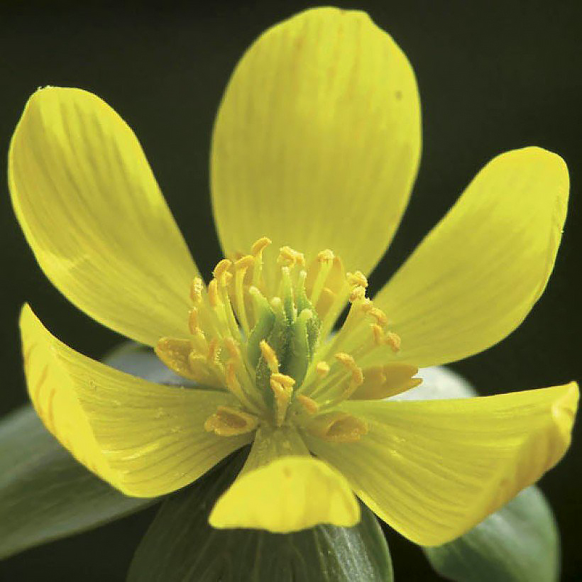 Ranniki - Eranthis