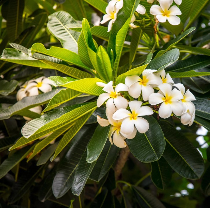Plumerie - Plumeria
