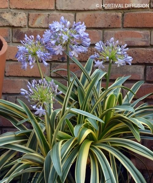 -20% sur une sélection de plantes !
