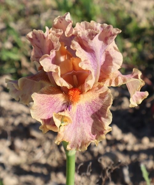 Nowości IRIS GERMANICA