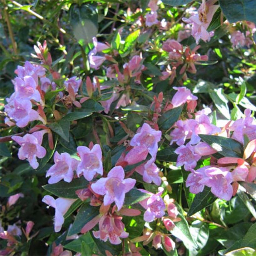 Abelia wielkokwiatowa Edward Goucher (Kwitnienie)