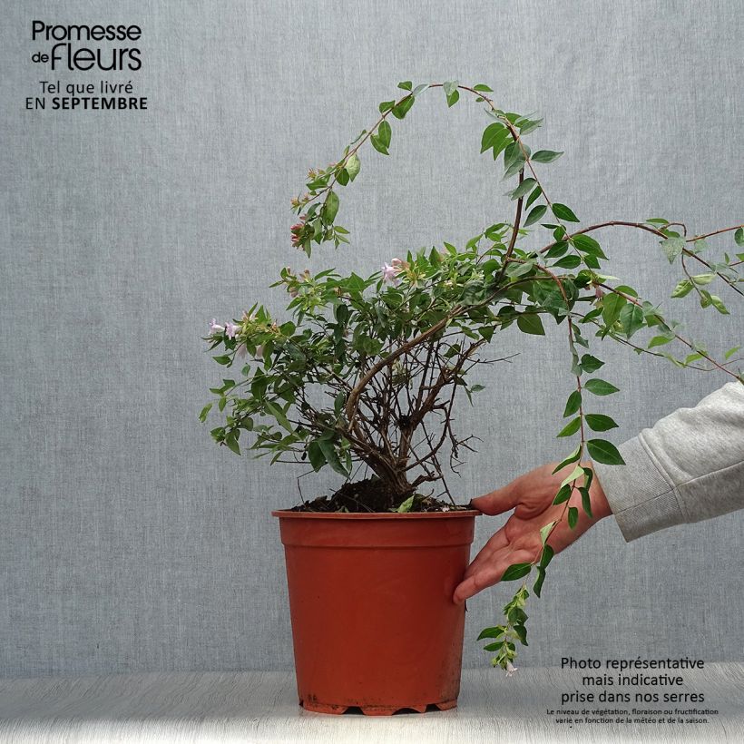 Przykładowy wygląd Abelia wielkokwiatowa Edward Goucher Doniczka 7,5L/10L w momencie dostawy jesienią