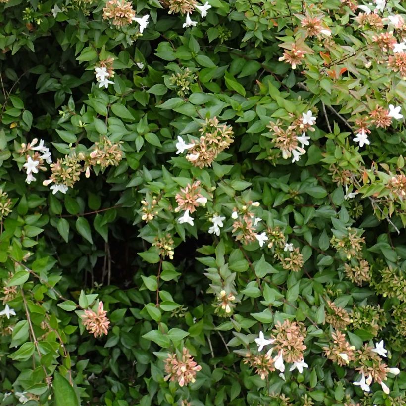 Abelia Little Richard (Ulistnienie)